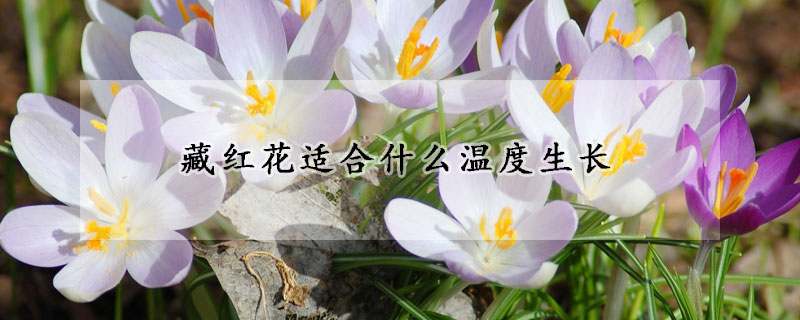 藏红花适合什么温度生长(藏红花适应什么气候生长)