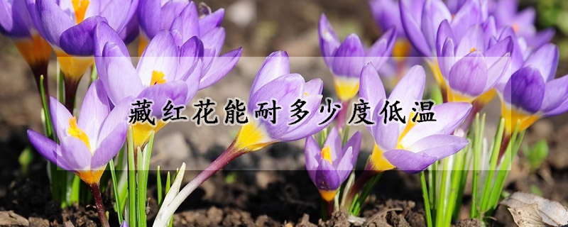 藏红花能耐多少度低温(藏红花怕高温吗)