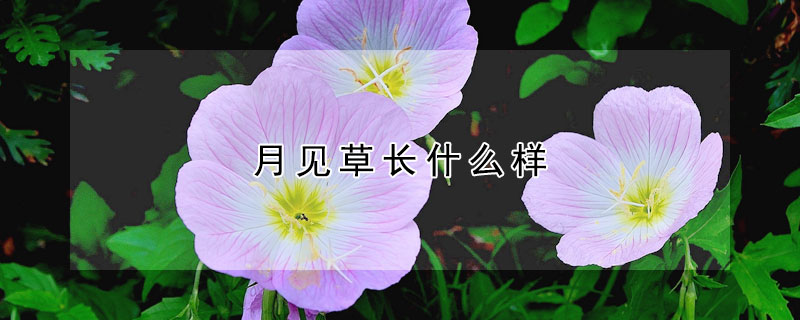 月见草长什么样(月见草的介绍)