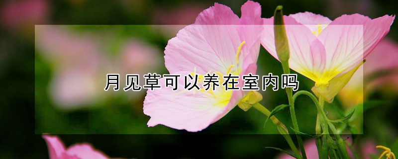 月见草可以养在室内吗(月见草怎么养)