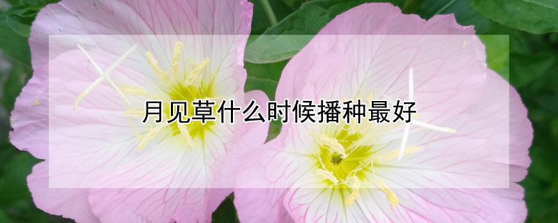 月见草什么时候播种最好(月见草什么时候播种比较好)