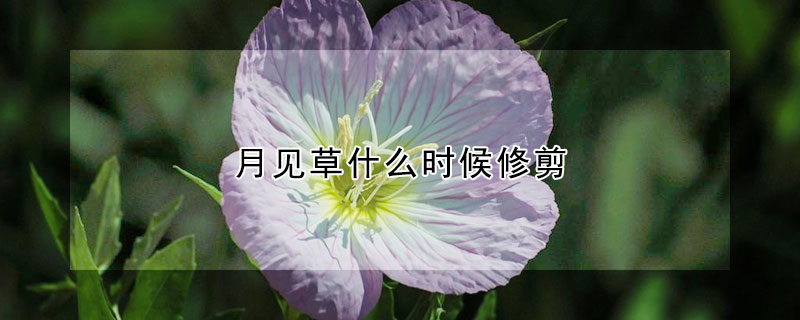 月见草什么时候修剪(美丽月见草花后修剪)