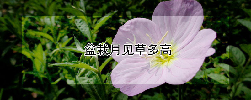 盆栽月见草多高(月见草一般生长在哪)