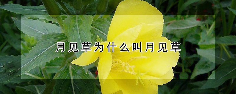 月见草为什么叫月见草(月见草是什么样子的)