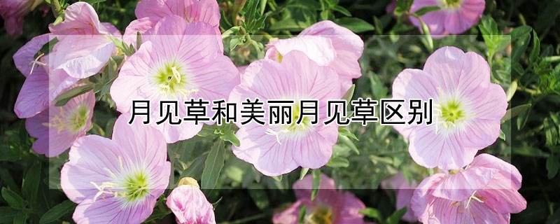 月见草和美丽月见草区别