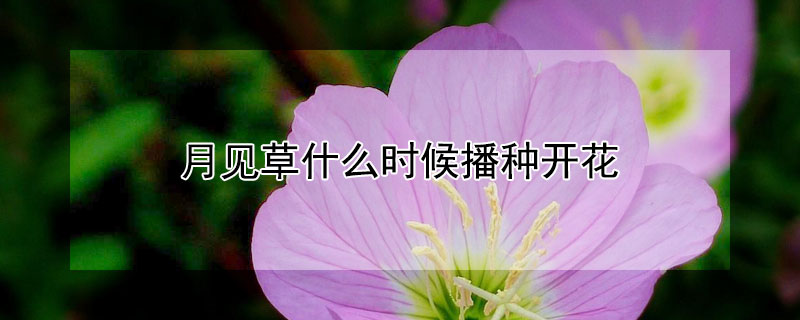 月见草什么时候播种开花(月见草什么时候播种开花季节)