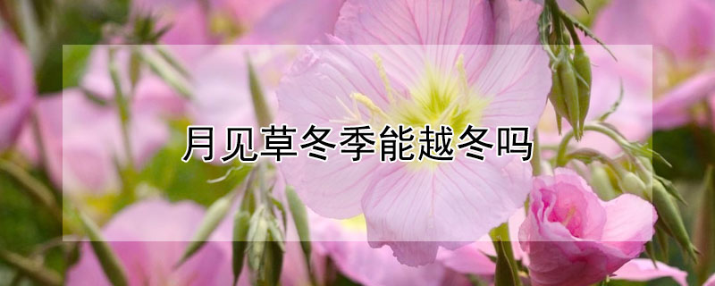 月见草冬季能越冬吗(月见草耐寒吗)