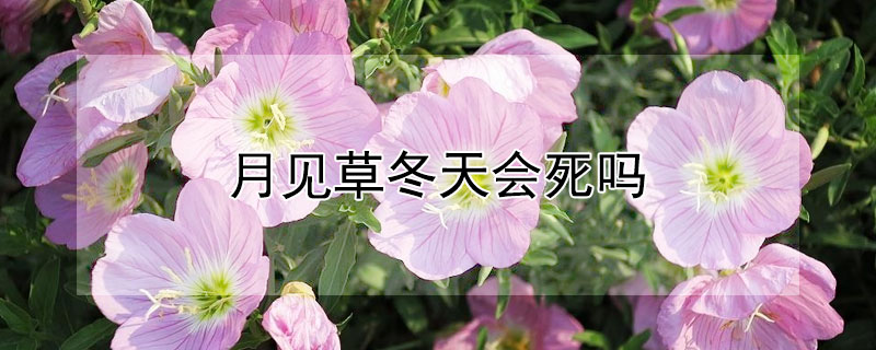 月见草冬天会死吗(美丽月见草冬天会死吗)