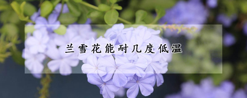 兰雪花能耐几度低温(兰花在冬天能耐几度的低温)