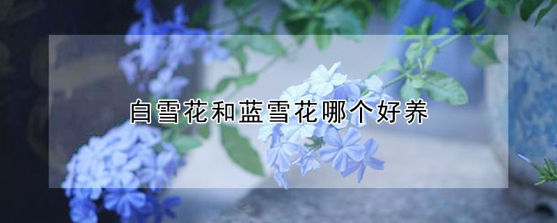 白雪花和蓝雪花哪个好养(蓝星花和蓝雪花一样好养吗)