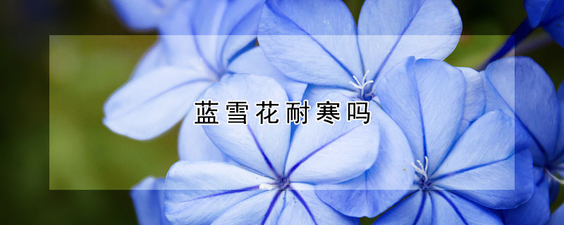 蓝雪花耐寒吗(蓝雪花耐寒吗?冬天会不会冻死)