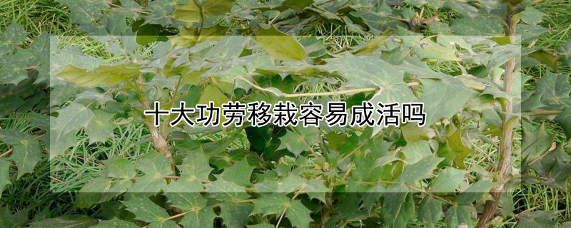 十大功劳移栽容易成活吗(十大功劳秋季移植能活吗)