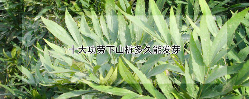 十大功劳下山桩多久能发芽