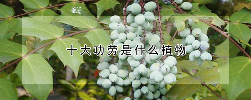 十大功劳是什么植物(十大功劳是什么植物图片)