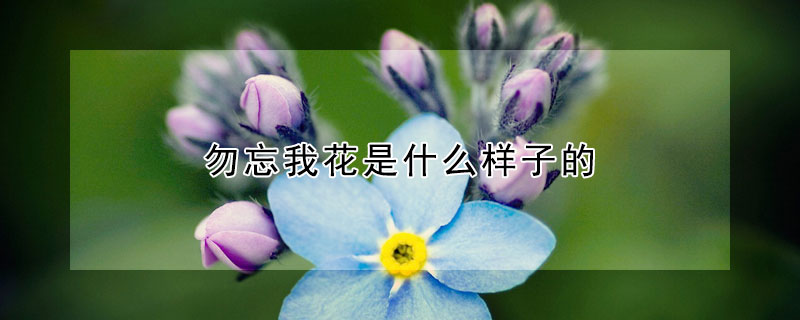 勿忘我花是什么样子的(勿忘我的花是什么花)