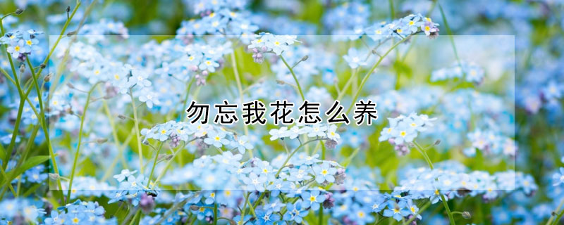 勿忘我花怎么养(勿忘我花好养吗)