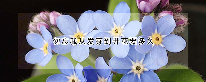 勿忘我从发芽到开花要多久(勿忘我发芽过程)