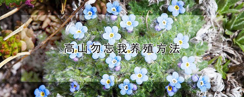 高山勿忘我养殖方法(勿忘我如何养殖)