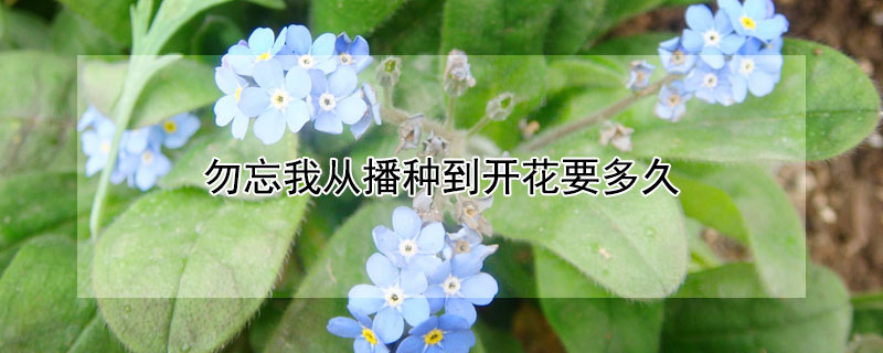 勿忘我从播种到开花要多久(勿忘我播种后多久开花)