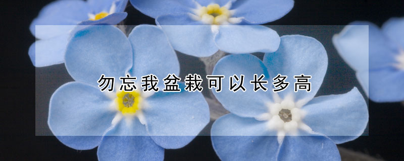 勿忘我盆栽可以长多高(勿忘我盆栽一盆种几颗)