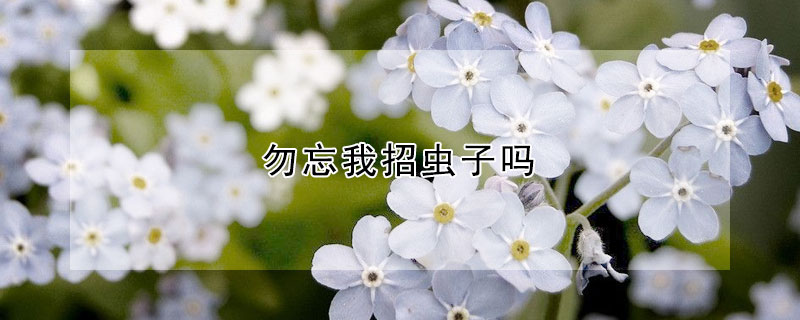 勿忘我招虫子吗(勿忘我长虫)