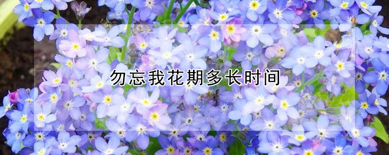 勿忘我花期多长时间(勿忘我花几月开花)