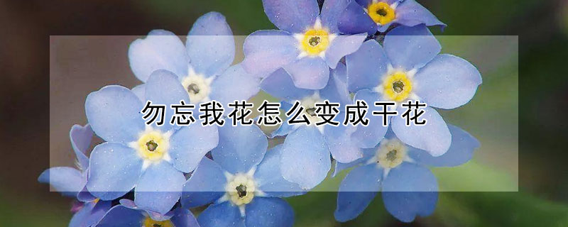 勿忘我花怎么变成干花(如何让勿忘我变成干花)