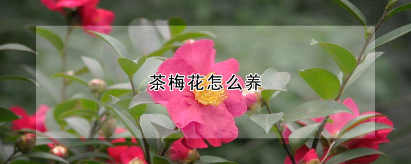 茶梅花怎么养(茶梅花怎么养才能开花)