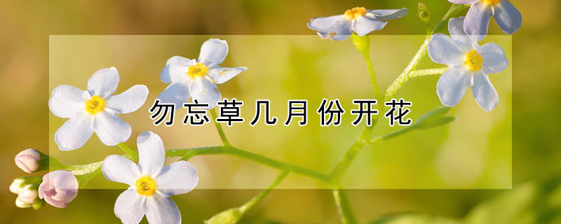 勿忘草几月份开花(勿忘草什么季节开花)