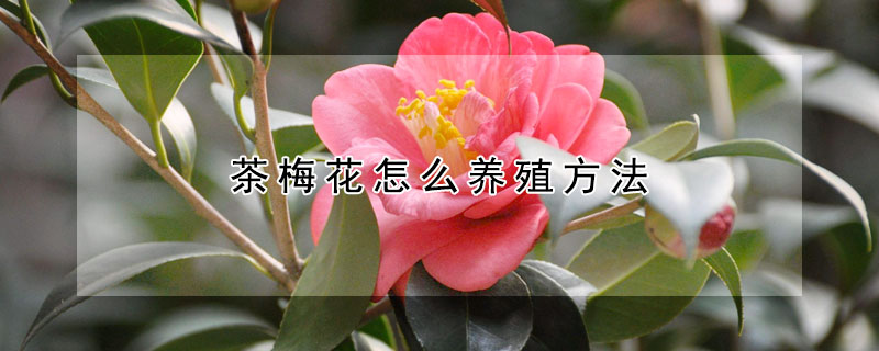 茶梅花怎么养殖方法(茶梅花怎么种植)