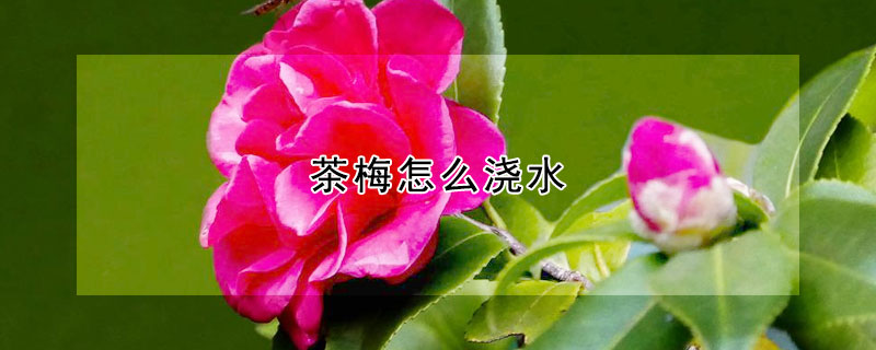 茶梅怎么浇水(茶梅怎么浇水好)