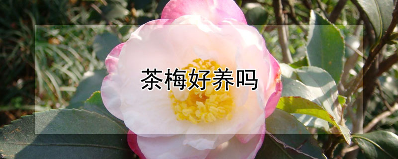 茶梅好养吗(茶梅怎么养)