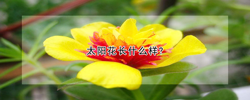 太阳花长什么样?(太阳花长什么样子图片)