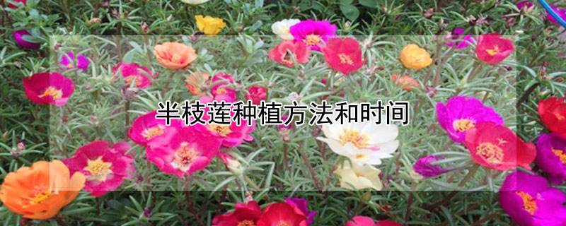 半枝莲种植方法和时间(半枝莲种植方法和时间视频)