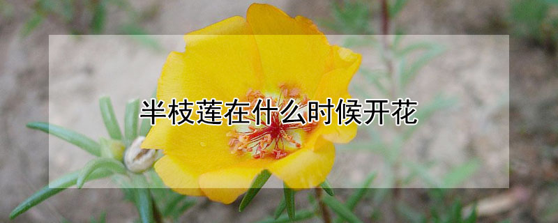 半枝莲在什么时候开花(半枝莲什么季节开花)