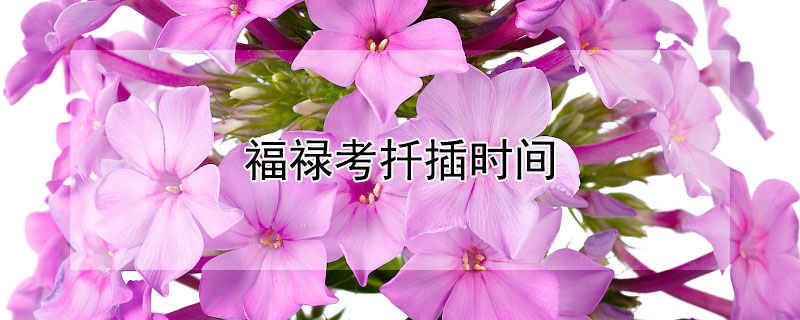 福禄考扦插时间(福禄考栽植时间)