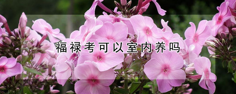 福禄考可以室内养吗(福禄考栽植时间)