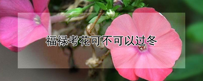 福禄考花可不可以过冬(福禄考几月份开花)