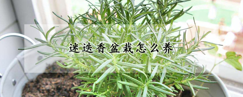 迷迭香盆栽怎么养(迷迭香盆栽养植方法)