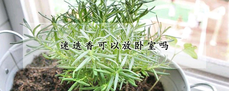 迷迭香可以放卧室吗(迷迭香能放房间吗家有宝宝)