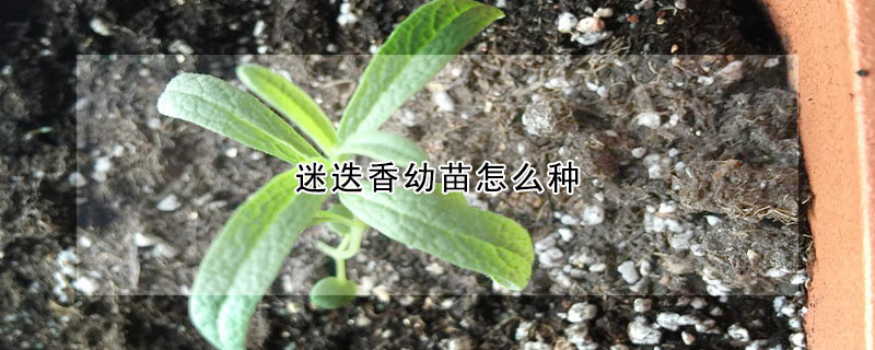 迷迭香幼苗怎么种(迷迭香苗种植)