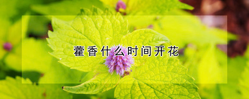 藿香什么时间开花(藿香什么时间开花结果)