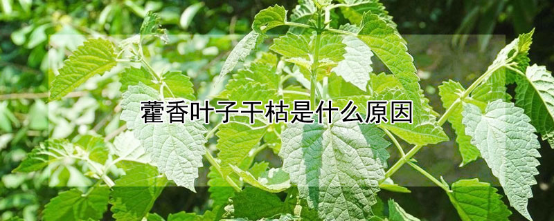 藿香叶子干枯是什么原因(花草叶子干枯是啥原因)