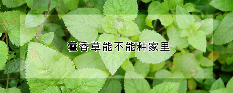 藿香草能不能种家里(藿香家里怎么养)