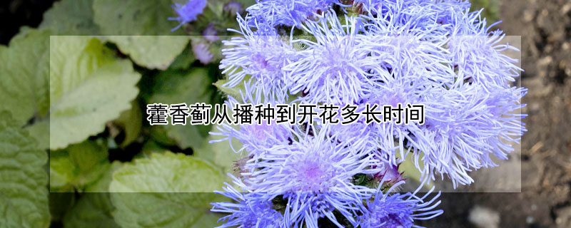 藿香蓟从播种到开花多长时间(藿香蓟几年生)