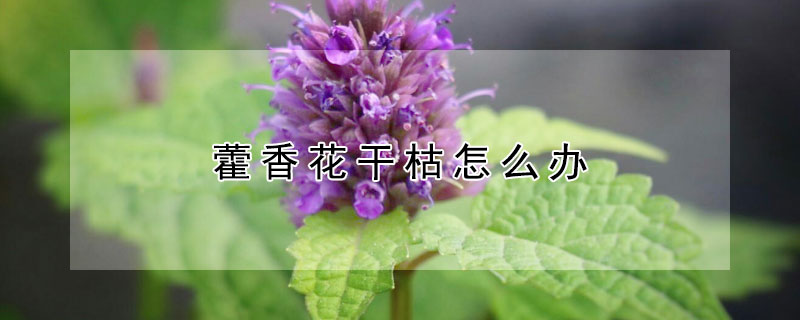 藿香花干枯怎么办(藿香苗枯萎了怎么办)