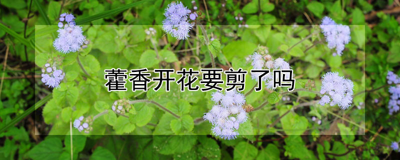 藿香开花要剪了吗(藿香怎么修剪)