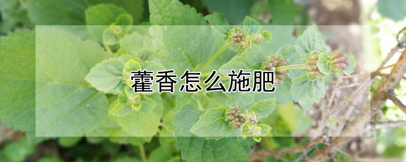 藿香怎么施肥(藿香怎么施肥好)