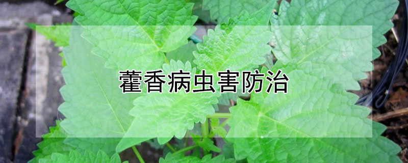 藿香病虫害防治(种植霍香有哪些病虫害)