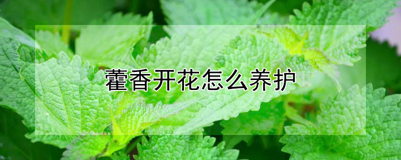 藿香开花怎么养护(藿香植物怎么养)